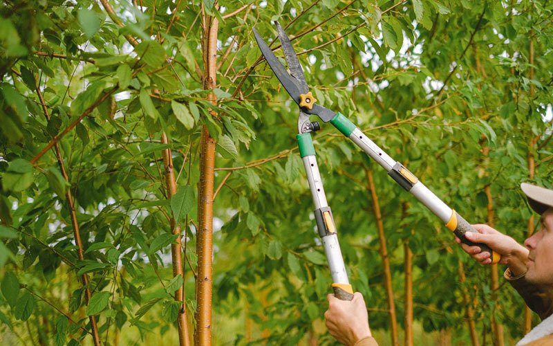 Tree trimming in Sangerfield, NY